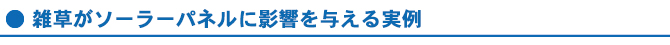 雑草がソーラーパネルに影響を与える実例 雑草がソーラーパネルに影響を与える実例